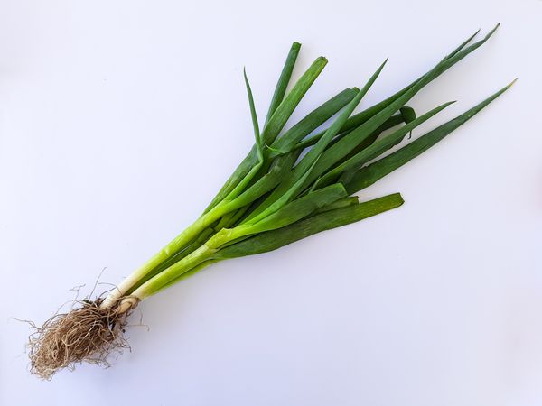 Fresh Green Onion with Roots on Plain Background