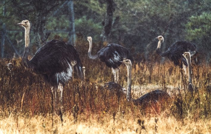 Ostriches grazing in nature