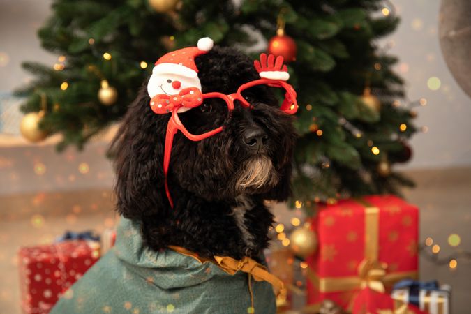 Concept of Merry Christmas, funny Christmas dog