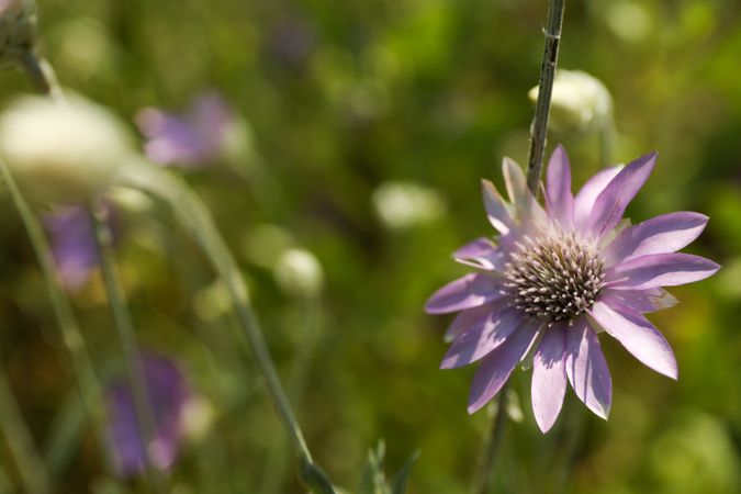 Amazing wildflower. Beautiful summer field. Summer nature