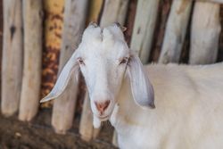 domestic animal on farm