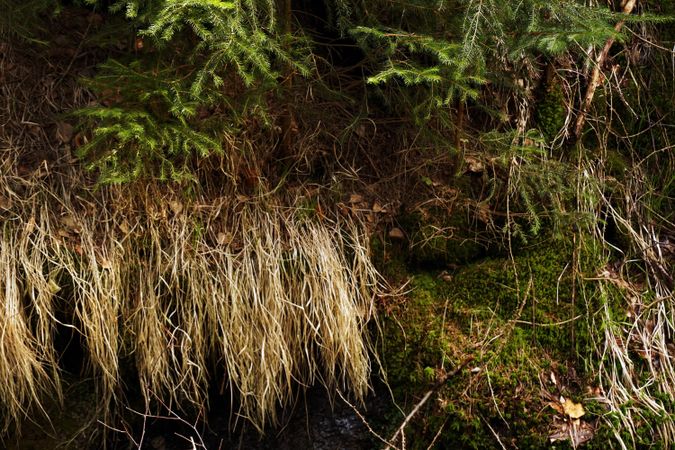 Green grass moss and roots in woods