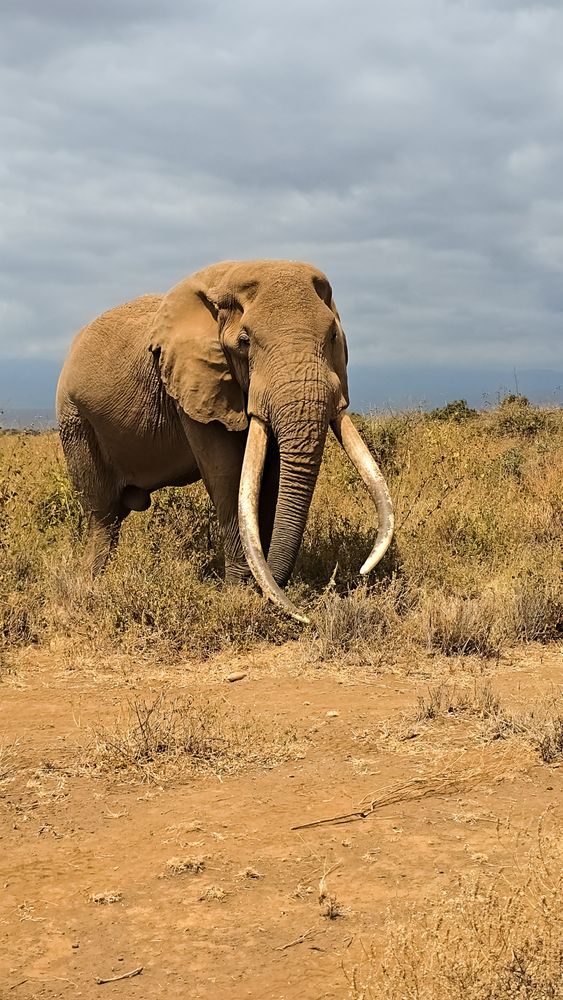 Majestic elephant with large tusks walking in the african savanna in Kenya