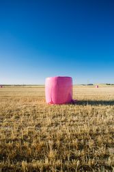Bales wrapped with pink plastic