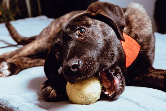 Charming playful dog with ball