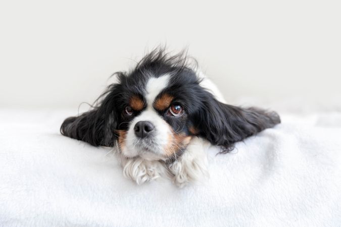 Cavalier spaniel with head on his paws