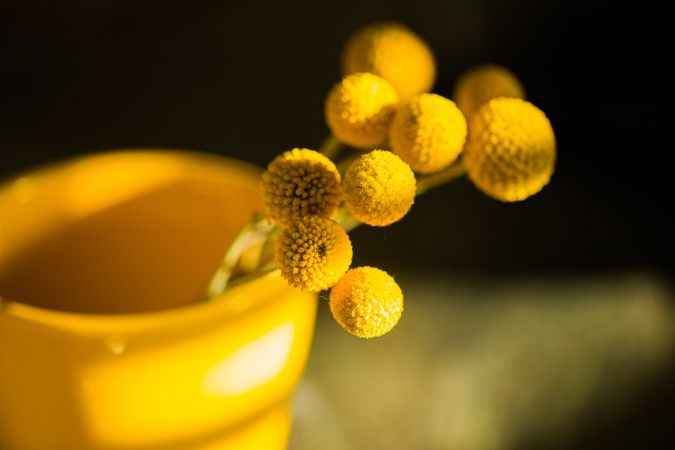 Craspedia flower in vase