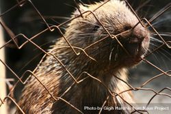 Close up of porcupine face behind fence 486JJ0