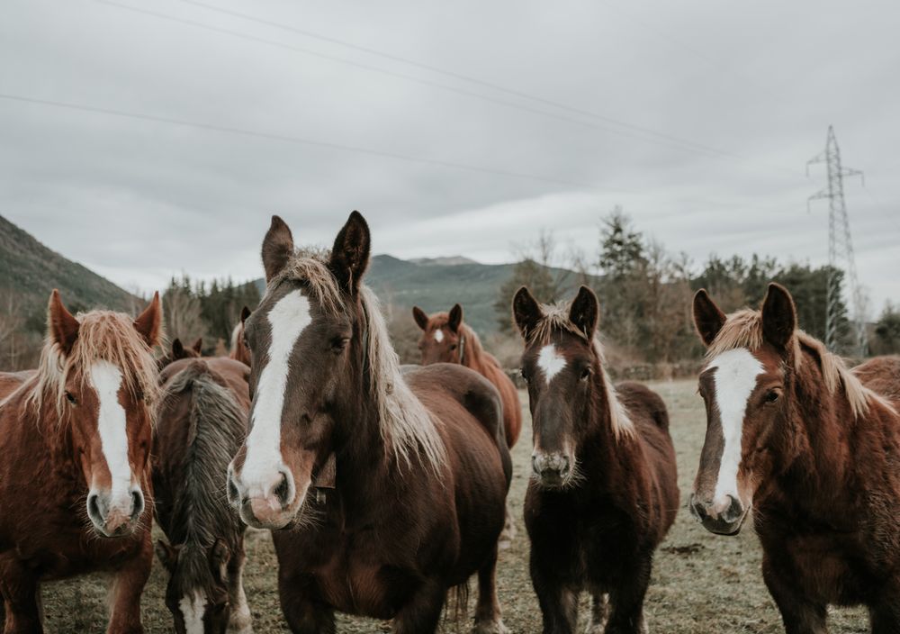 Funny horses on meadow