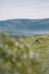 Unicorn walking in meadow