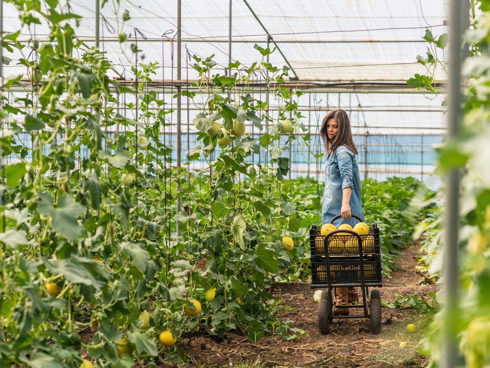 Farmer harvesting ripe melons in greenhouse