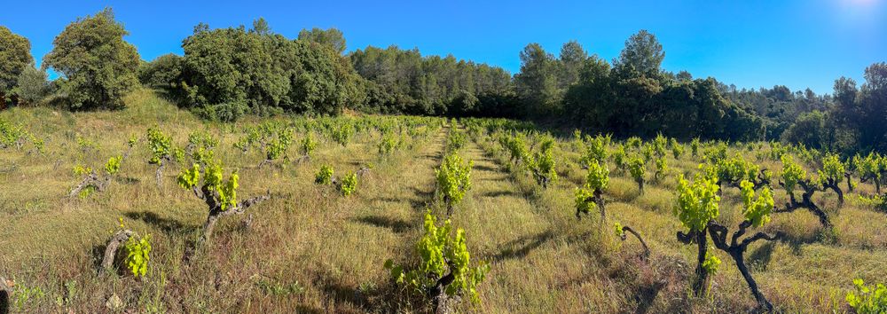 Panoramic shot of vineyard in Côtes De Provence, France