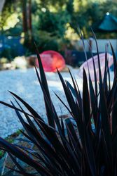 Flax Plant near patio