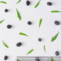 Pattern of blackberry fruit and leaves on light background 0KgvM0