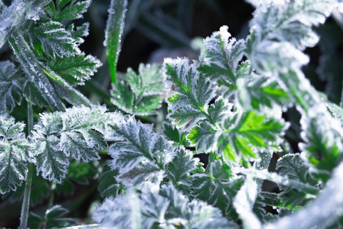 Green Leaves Covered with Frost in Early Winter