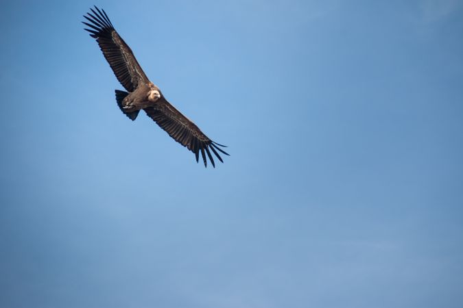 Hawk flying in sky