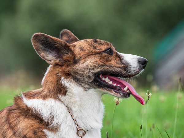 Cardigan Welsh Corgi at a dog show. Sunny day.