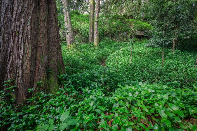 Fantastic forest in the Galician mythological mountains, Spain