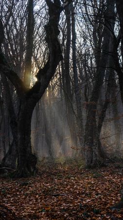 Misty fall  forest with sunbeam