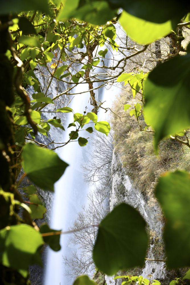 Autumn tree and waterfall