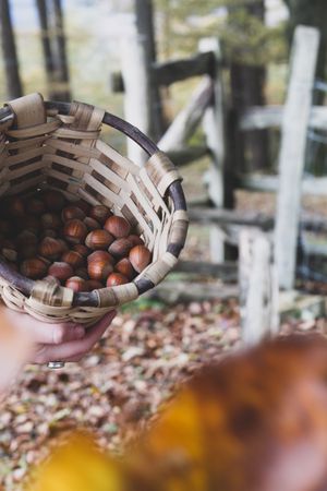 Ripe hazelnut in wicker basket in forest