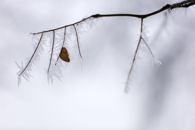 A frosty branch with a single leaf