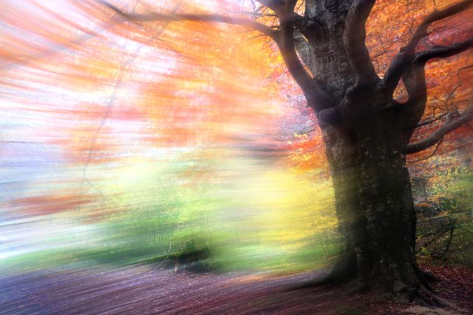 Blurred trees in forest