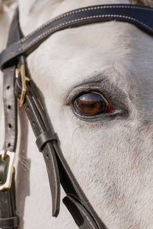 Gray horse face with healthy eyes on bridle