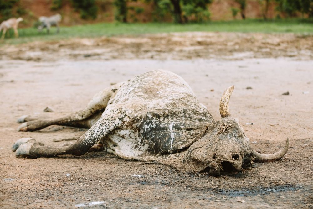 Dead cow on ground in village