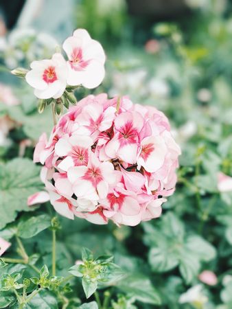 Light pink Phlox flower