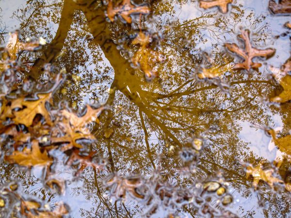A reflection of an auturmn tree in a pubble rainwater
