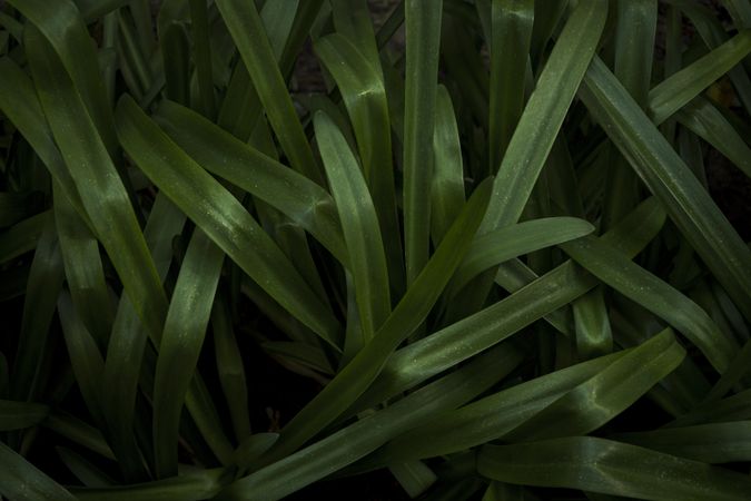 Long plant leaves. Lush green background of nature