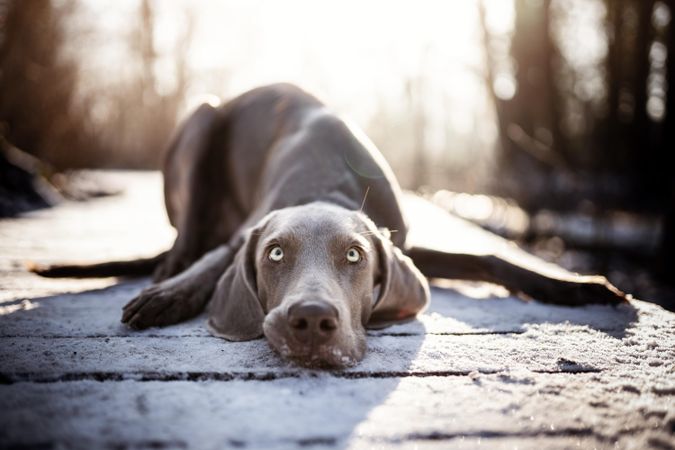 Dog lying on wooden surface