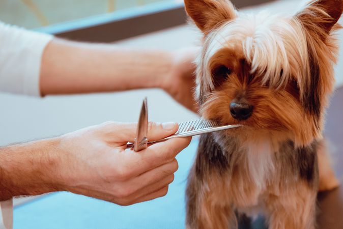 Crop groomer trimming fur of little dog