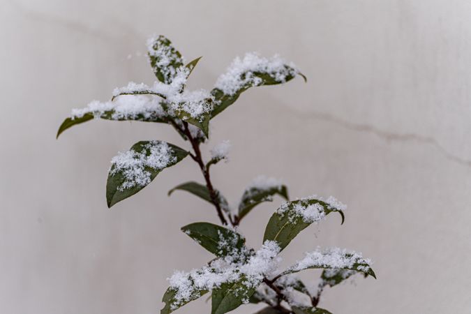 Evergreen laurel tree under the snow