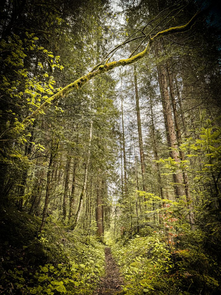 Alpine woodland trail, Rougemont, Switzerland