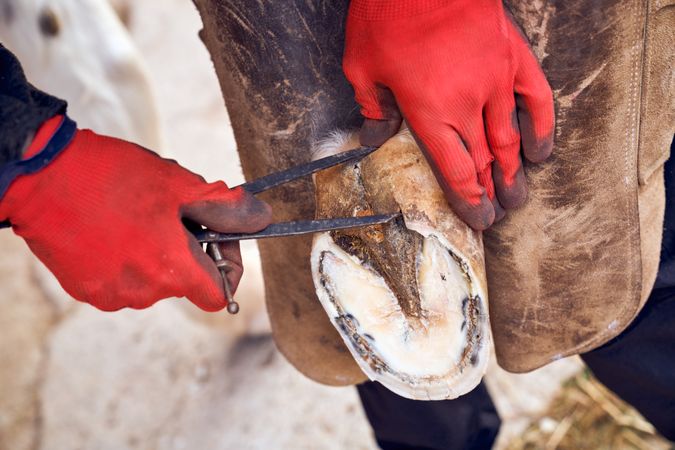 Blacksmith changing horseshoe to the leg of a horse using bald lime hammer pliers