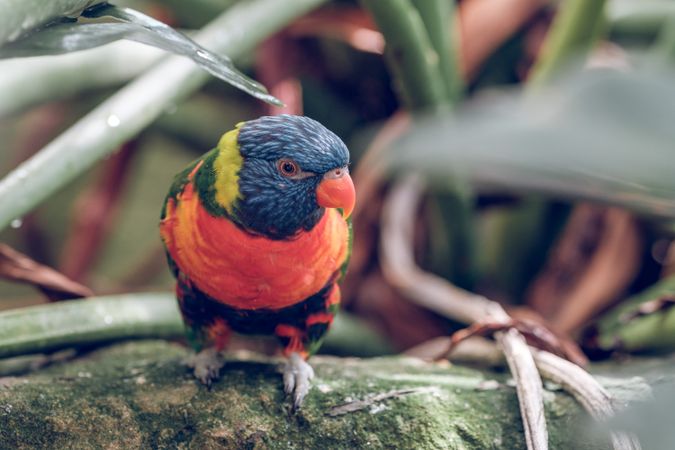 Exotic multicolored parrot in nature