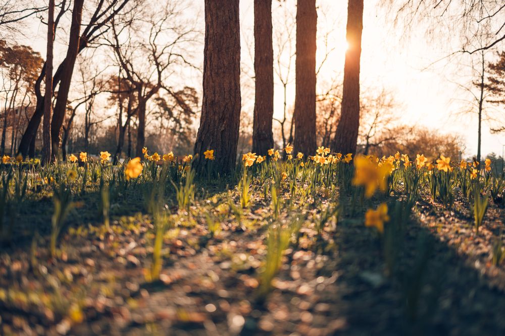 Daffodils on forest floor surrounded by trees