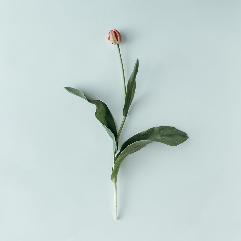Tulip flower on light background
