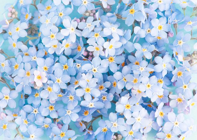 Close up of a bunch of forget me not flowers