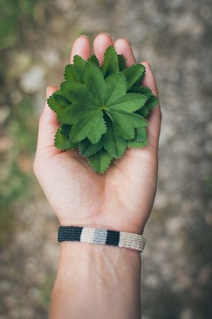 Person holding green leaf plant outdoor
