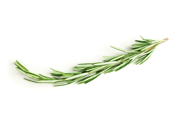 Fresh green rosemary isolated on neutral background