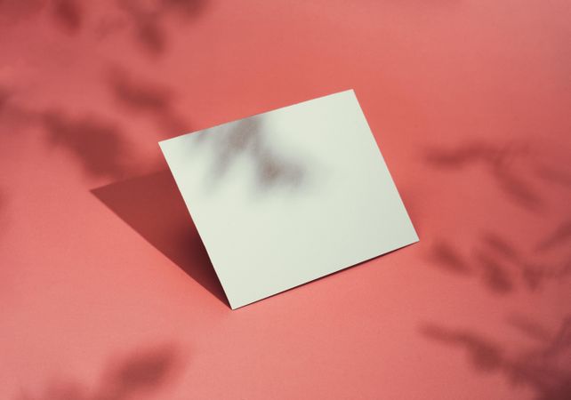 Paper card note on bright pastel pink sunlit background with branch shadows