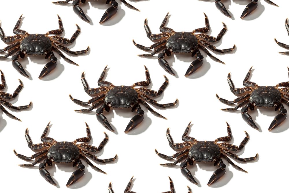 Slender rows of brown crabs on plain surface