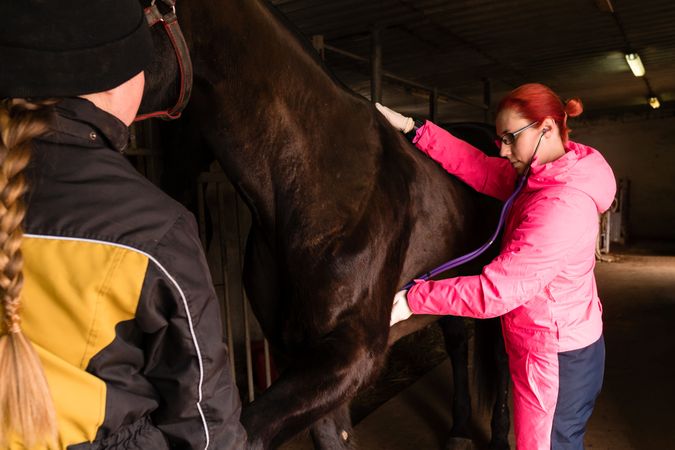Vet conducting a cardiac exam on a horse