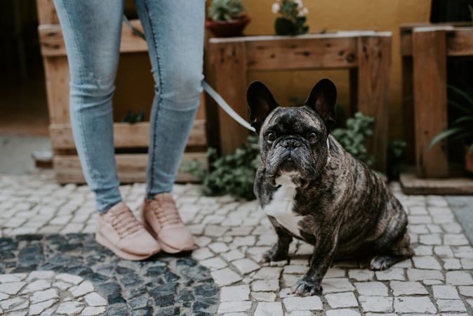 Adorable aged bulldog with owner on street