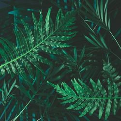 Layout made of tropical flowers and leaves