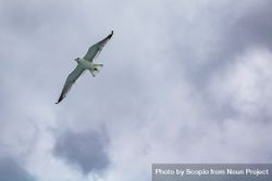 Gull flying under cloudy sky 0PmnN5
