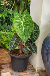 Green Leaf Monstera